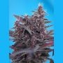 Black Cream Auto Feminized Marijuana Strain by Sweet Seeds For Sale Online at Cannabis Seeds Outlet