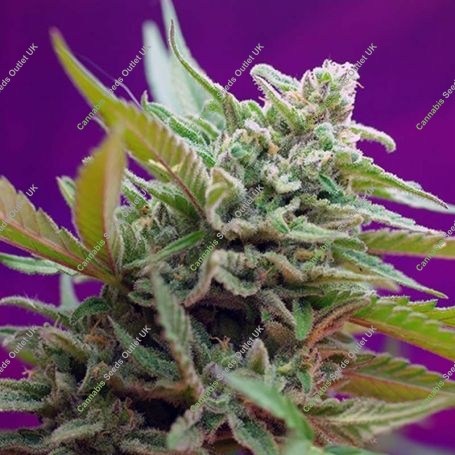 Black Jack Auto Feminized Marijuana Strain by Sweet Seeds For Sale Online at Cannabis Seeds Outlet
