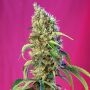 Black Jack CBD Feminized Marijuana Strain by Sweet Seeds For Sale Online at Cannabis Seeds Outlet