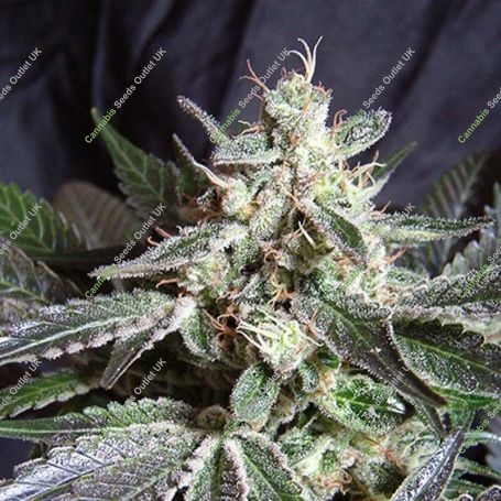 Black Jack Fast V Feminized Marijuana Strain by Sweet Seeds For Sale Online at Cannabis Seeds Outlet