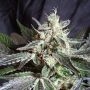 Black Jack Fast V Feminized Marijuana Strain by Sweet Seeds For Sale Online at Cannabis Seeds Outlet