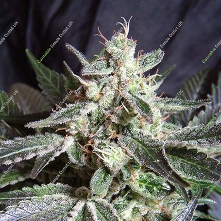 Black Jack Feminized Marijuana Strain by Sweet Seeds For Sale Online at Cannabis Seeds Outlet
