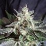 Black Jack Feminized Marijuana Strain by Sweet Seeds For Sale Online at Cannabis Seeds Outlet