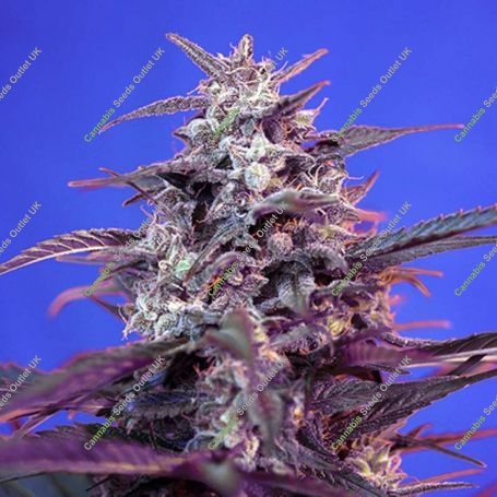 Bloody Skunk Auto Feminized Marijuana Strain by Sweet Seeds For Sale Online at Cannabis Seeds Outlet