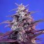 Bloody Skunk Auto Feminized Marijuana Strain by Sweet Seeds For Sale Online at Cannabis Seeds Outlet