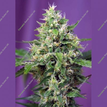 Blow Mind Automatic Feminized Marijuana Strain by Sweet Seeds For Sale Online at Cannabis Seeds Outlet