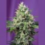 Blow Mind Automatic Feminized Marijuana Strain by Sweet Seeds For Sale Online at Cannabis Seeds Outlet