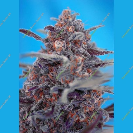 Devil Cream Auto Feminized Marijuana Strain by Sweet Seeds For Sale Online at Cannabis Seeds Outlet