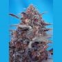 Devil Cream Auto Feminized Marijuana Strain by Sweet Seeds For Sale Online at Cannabis Seeds Outlet