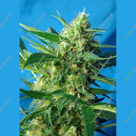 NYC Diesel (Ice Cool) Auto Marijuana Strain by Sweet Seeds For Sale Online at Cannabis Seeds Outlet