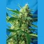 NYC Diesel (Ice Cool) Auto Marijuana Strain by Sweet Seeds For Sale Online at Cannabis Seeds Outlet
