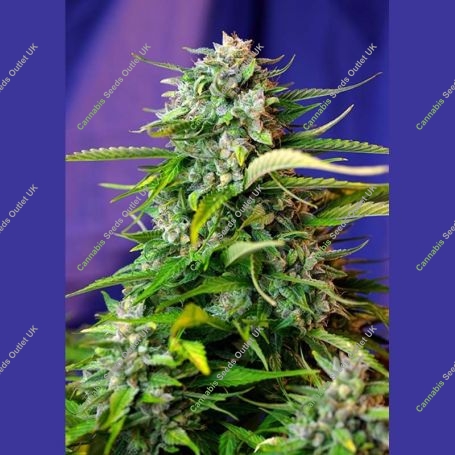 Jack 47 Auto Feminized Marijuana Strain by Sweet Seeds For Sale Online at Cannabis Seeds Outlet