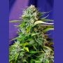 Jack 47 Auto Feminized Marijuana Strain by Sweet Seeds For Sale Online at Cannabis Seeds Outlet