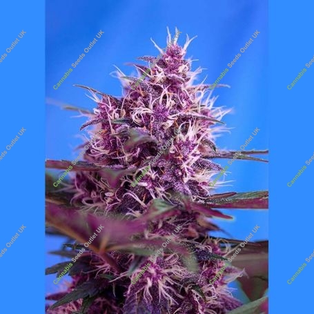 Red Poison Auto Feminized Marijuana Strain by Sweet Seeds For Sale Online at Cannabis Seeds Outlet