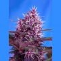 Red Poison Auto Feminized Marijuana Strain by Sweet Seeds For Sale Online at Cannabis Seeds Outlet
