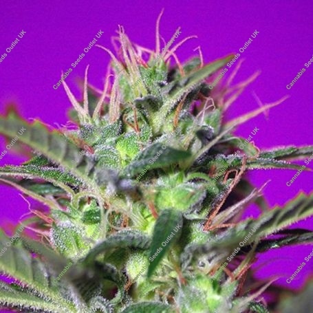 Botafumeiros Feminized Marijuana Strain by Sweet Seeds For Sale Online at Cannabis Seeds Outlet