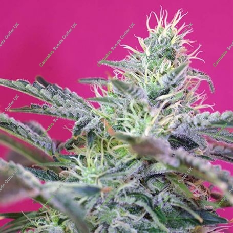 Cheese Auto Feminized Marijuana Strain by Sweet Seeds For Sale Online at Cannabis Seeds Outlet