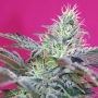Cheese Auto Feminized Marijuana Strain by Sweet Seeds For Sale Online at Cannabis Seeds Outlet