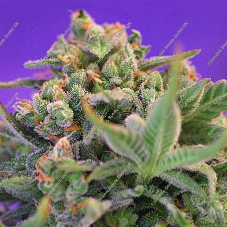Cheese Fast V Feminized Marijuana Strain by Sweet Seeds For Sale Online at Cannabis Seeds Outlet