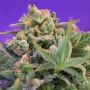 Cheese Fast V Feminized Marijuana Strain by Sweet Seeds For Sale Online at Cannabis Seeds Outlet