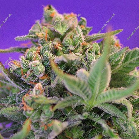Cheese Feminized Marijuana Strain by Sweet Seeds For Sale Online at Cannabis Seeds Outlet