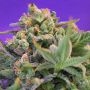 Cheese Feminized Marijuana Strain by Sweet Seeds For Sale Online at Cannabis Seeds Outlet