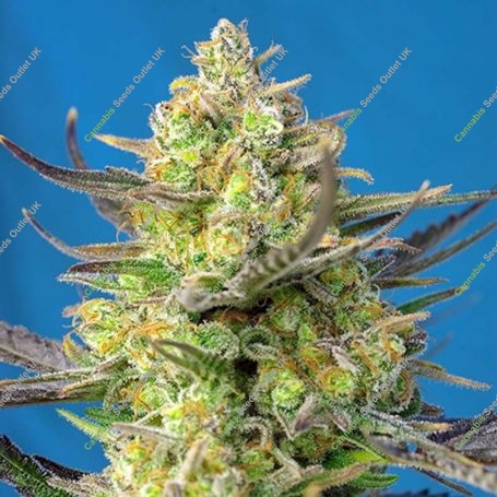 Cheese XL Auto Feminized Marijuana Strain by Sweet Seeds For Sale Online at Cannabis Seeds Outlet