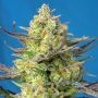 Cheese XL Auto Feminized Marijuana Strain by Sweet Seeds For Sale Online at Cannabis Seeds Outlet