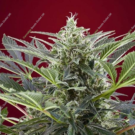 Cream 47 Feminized Marijuana Strain by Sweet Seeds For Sale Online at Cannabis Seeds Outlet
