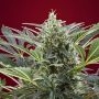 Cream 47 Feminized Marijuana Strain by Sweet Seeds For Sale Online at Cannabis Seeds Outlet
