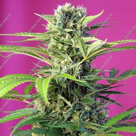 Chem Beyond Diesel CBD Feminized Marijuana Strain by Sweet Seeds For Sale Online at Cannabis Seeds Outlet