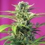 Chem Beyond Diesel CBD Feminized Marijuana Strain by Sweet Seeds For Sale Online at Cannabis Seeds Outlet