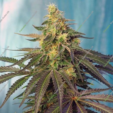 Cream Caramel CBD Feminized Marijuana Strain by Sweet Seeds For Sale Online at Cannabis Seeds Outlet