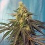 Cream Caramel CBD Feminized Marijuana Strain by Sweet Seeds For Sale Online at Cannabis Seeds Outlet
