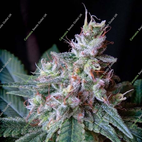 Cream Caramel Fast V Feminized Marijuana Strain by Sweet Seeds For Sale Online at Cannabis Seeds Outlet