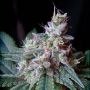 Cream Caramel Fast V Feminized Marijuana Strain by Sweet Seeds For Sale Online at Cannabis Seeds Outlet