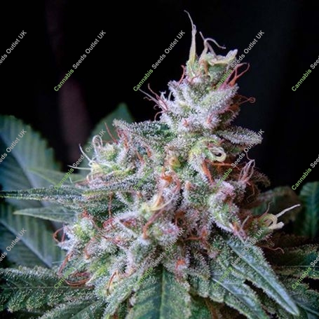 Cream Caramel Feminized Marijuana Strain by Sweet Seeds For Sale Online at Cannabis Seeds Outlet