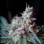 Cream Caramel Feminized Marijuana Strain by Sweet Seeds For Sale Online at Cannabis Seeds Outlet