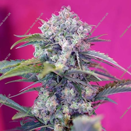 Cream Mandarine Auto Feminized Marijuana Strain by Sweet Seeds For Sale Online at Cannabis Seeds Outlet