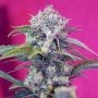 Cream Mandarine Auto Feminized Marijuana Strain by Sweet Seeds For Sale Online at Cannabis Seeds Outlet