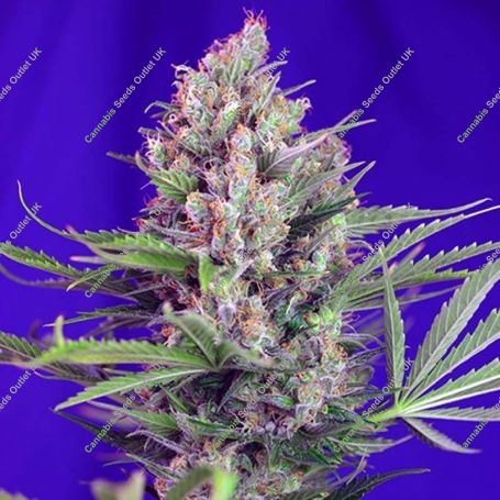Cream Mandarine Fast V Feminized Marijuana Strain by Sweet Seeds For Sale Online at Cannabis Seeds Outlet