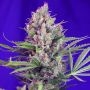 Cream Mandarine Fast V Feminized Marijuana Strain by Sweet Seeds For Sale Online at Cannabis Seeds Outlet