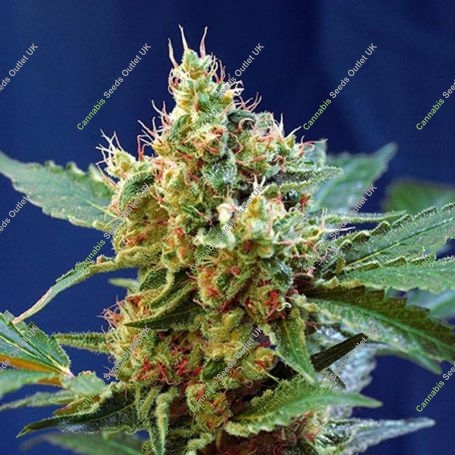 Cream Mandarine XL Auto Feminized Marijuana Strain by Sweet Seeds For Sale Online at Cannabis Seeds Outlet