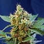 Cream Mandarine XL Auto Feminized Marijuana Strain by Sweet Seeds For Sale Online at Cannabis Seeds Outlet