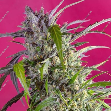 Crystal Candy Auto Feminized Marijuana Strain by Sweet Seeds For Sale Online at Cannabis Seeds Outlet