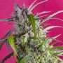 Crystal Candy Auto Feminized Marijuana Strain by Sweet Seeds For Sale Online at Cannabis Seeds Outlet
