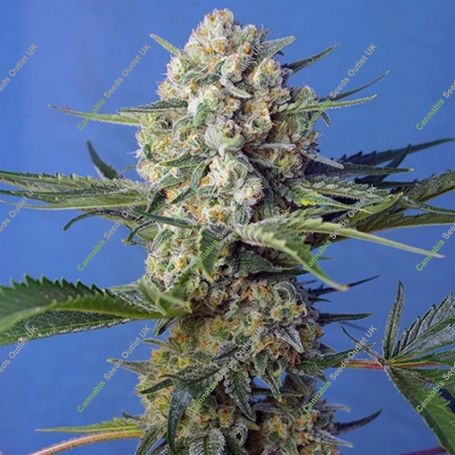 Crystal Candy Fast V Feminized Marijuana Strain by Sweet Seeds For Sale Online at Cannabis Seeds Outlet