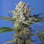 Crystal Candy Fast V Feminized Marijuana Strain by Sweet Seeds For Sale Online at Cannabis Seeds Outlet