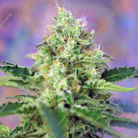 Crystal Candy Feminized Marijuana Strain by Sweet Seeds For Sale Online at Cannabis Seeds Outlet