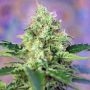 Crystal Candy Feminized Marijuana Strain by Sweet Seeds For Sale Online at Cannabis Seeds Outlet